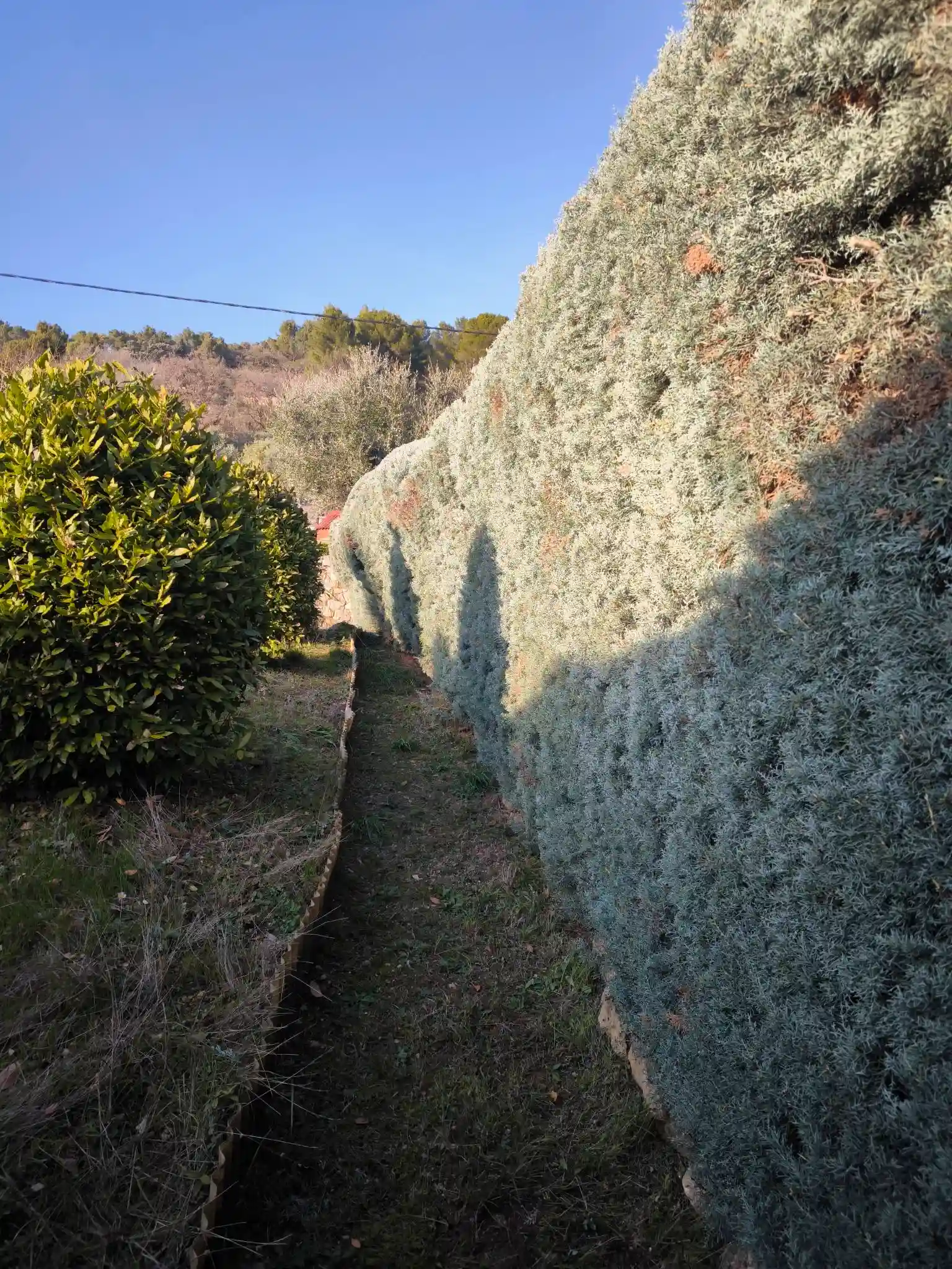 Taille de haie — Callian