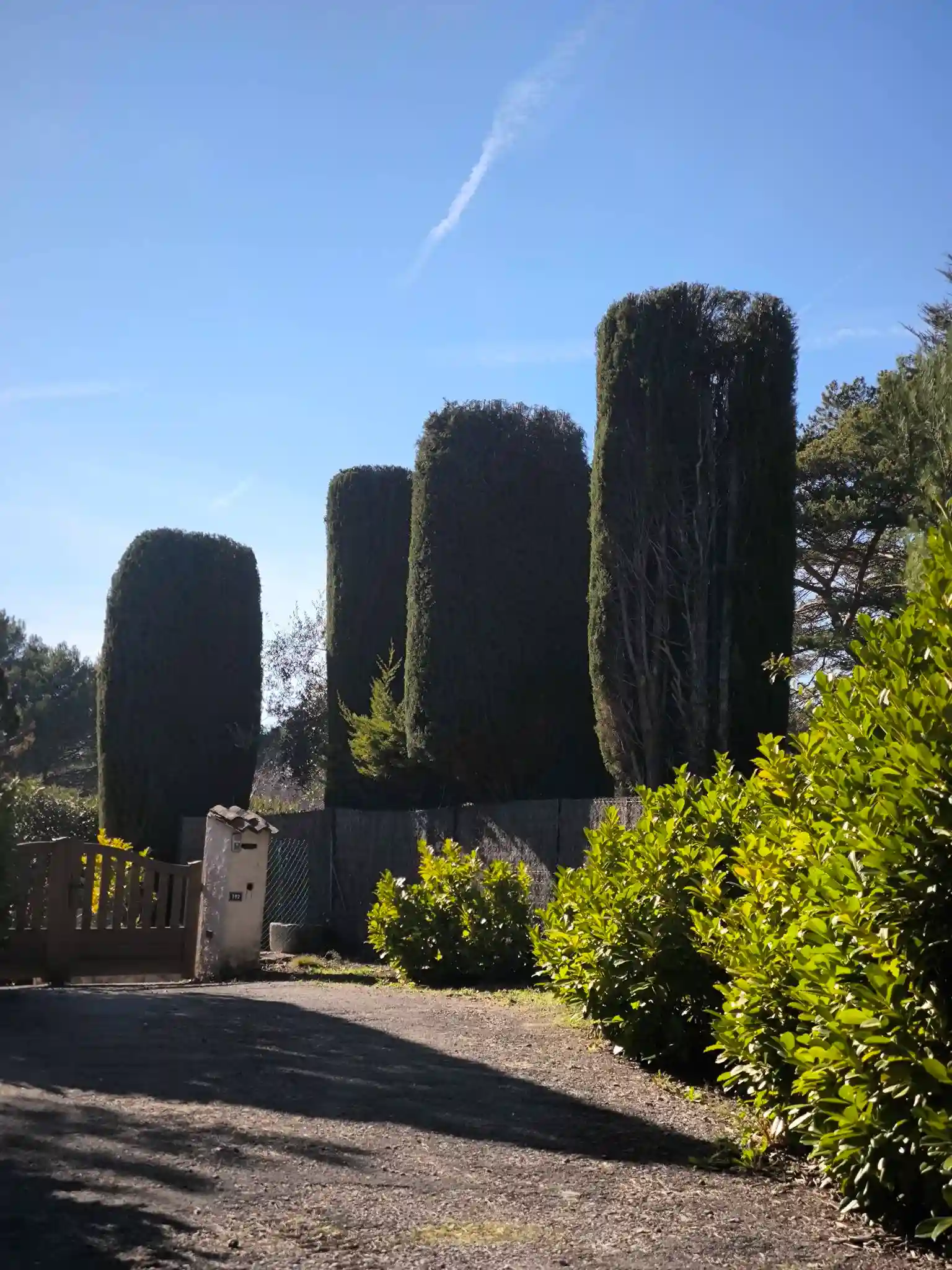 Taille cyprès chandelle — Montauroux